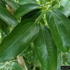 Cinnamon-Cassia--9081